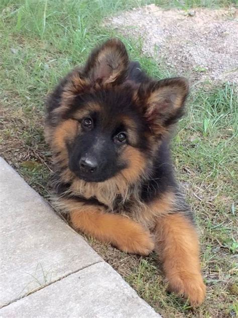 Our top German Shepherd breeders are happy to answer any questions you may have. . Long haired german shepherd puppies craigslist